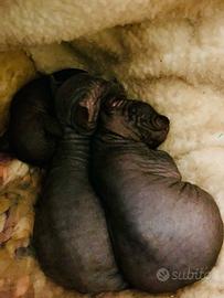 Sphink disponibili marzo