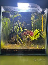 Acquario cubo 30 L