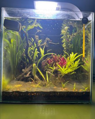 Acquario cubo 30 L