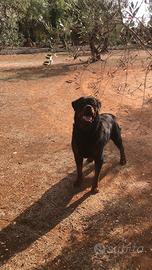 Stallone rottweiler