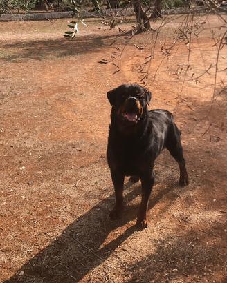 Stallone rottweiler