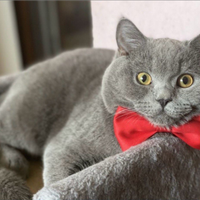 Scottish straight disponibile per monta