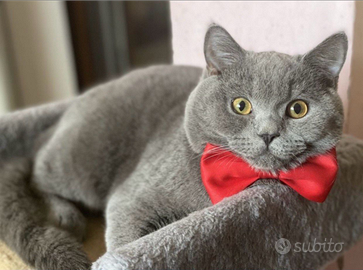 Scottish straight disponibile per monta