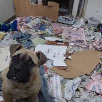 American bully maschio