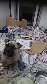 American bully maschio