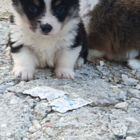 Welsh Corgi pembroke
