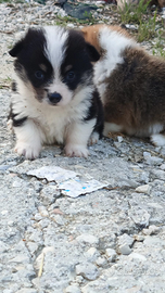 Welsh Corgi pembroke