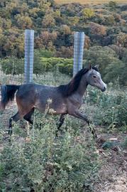 Puledra Araba