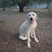 Cane taglia grande in adozione