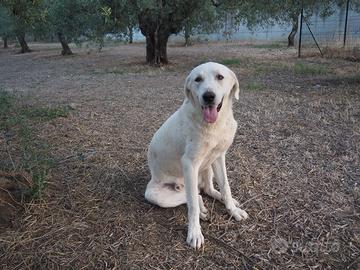 Cane taglia grande in adozione