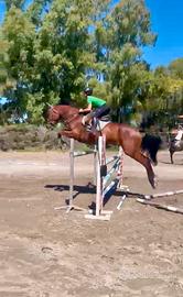 Cavallo salto ostacoli 9 anni