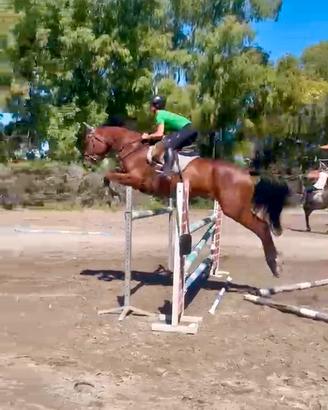 Cavallo salto ostacoli 9 anni
