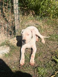 Cucciola dogo argentino