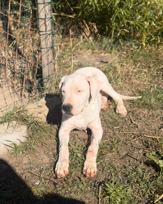 Cucciola dogo argentino