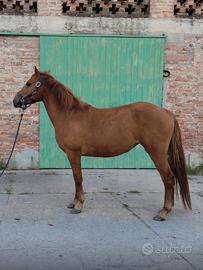 Pony femmina 2021