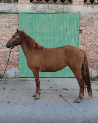 Pony femmina 2021