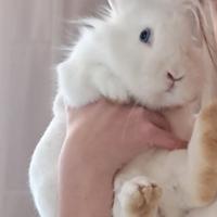 Coniglio TESTA DI LEONE