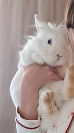 Coniglio TESTA DI LEONE