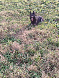 Grigione pastore tedesco