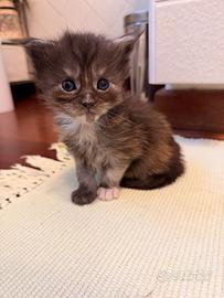Maine Coon