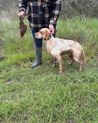 setter inglese maschio 