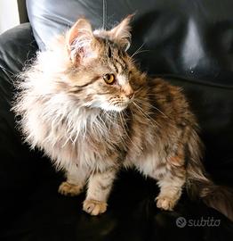Cucciola di Maine Coon