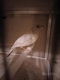 Ciuffolotti messicani