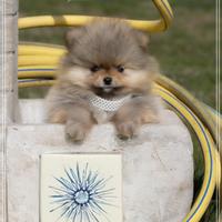 Pomerania - Spitz Nano Tedesco