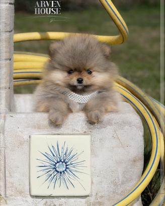 Pomerania - Spitz Nano Tedesco