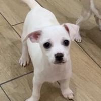Cucciolo simil chihuahua