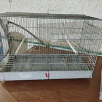 Gabbie cova x canarini