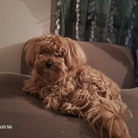 Maltipoo per monta