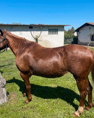 Quarter Horse