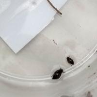 Lumache d'acqua physa marmorata