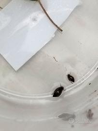 Lumache d'acqua physa marmorata