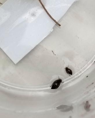 Lumache d'acqua physa marmorata 
