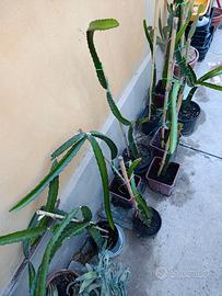 Pianta pitaya Red