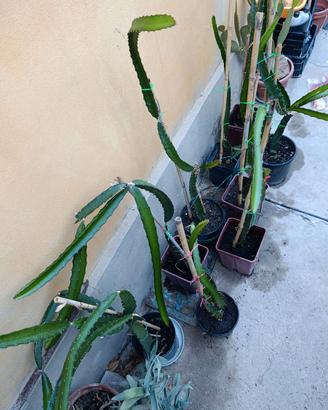 Pianta pitaya Red