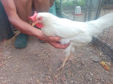 Gallina livornese
