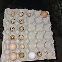 Contenitori delle uova da 30 in cartone