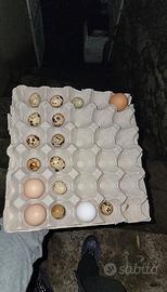 Contenitori delle uova da 30 in cartone