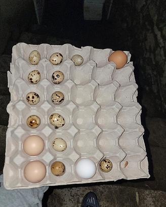 Contenitori delle uova da 30 in cartone