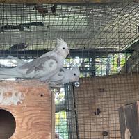 Coppia Calopsiti pezzate cannella