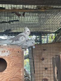 Coppia Calopsiti pezzate cannella