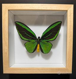 Farfalla Ornithoptera priamus poseidon