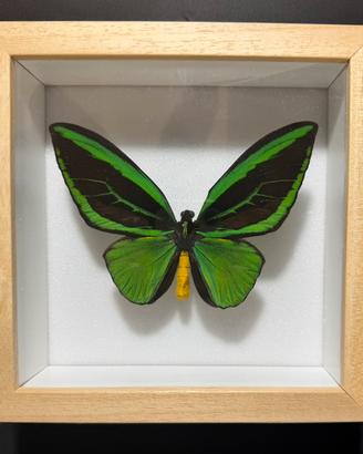 Farfalla Ornithoptera priamus poseidon