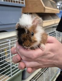 Porcellino d'India (cavia)