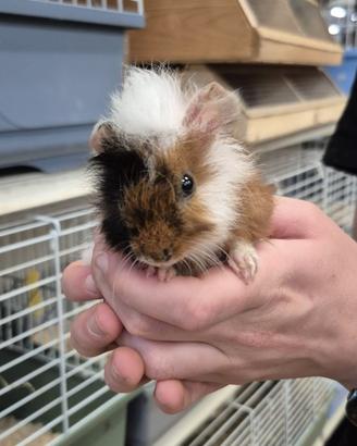 Porcellino d'India (cavia)