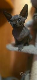 Sphynx maschio
