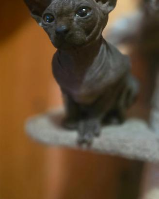 Sphynx maschio